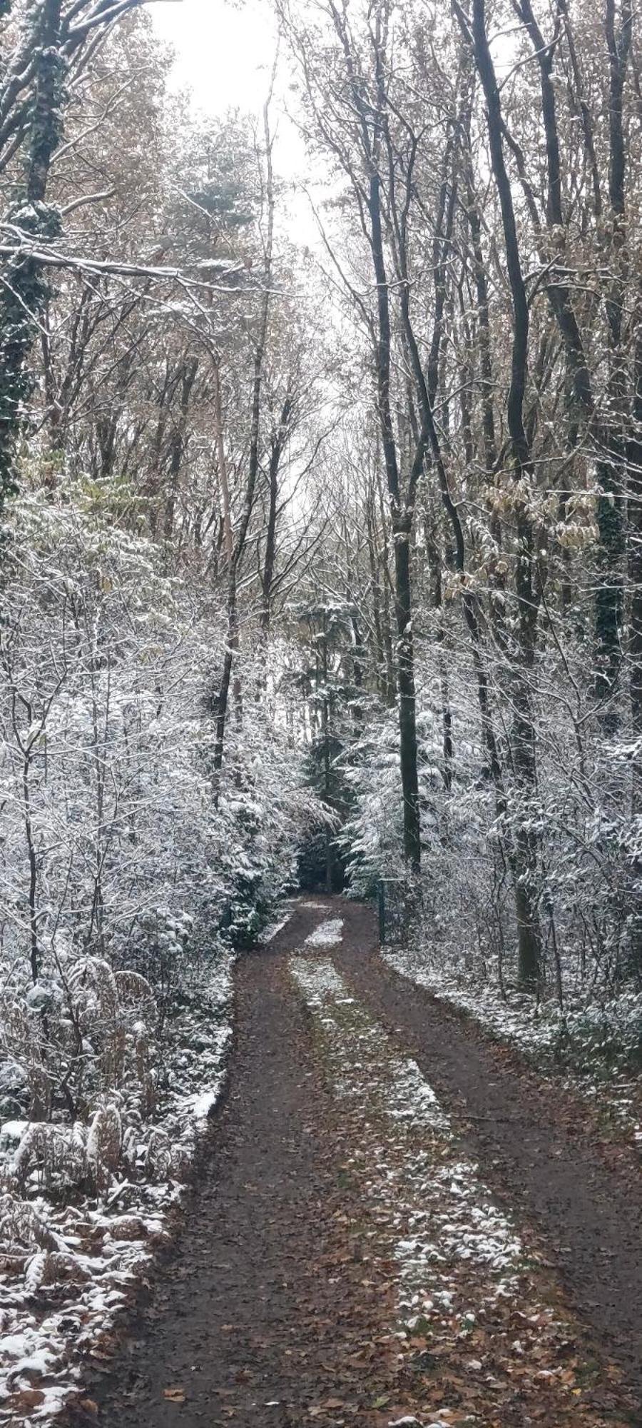 'T Boshuisje Opglabbeek Экстерьер фото